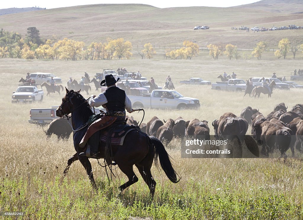 Buffalo roundup