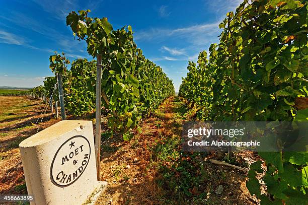 moet et chandon - campania stock pictures, royalty-free photos & images