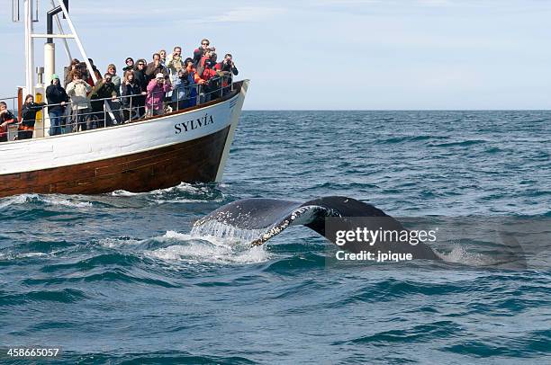 tourists whale watching in iceland - whale watching stock pictures, royalty-free photos & images