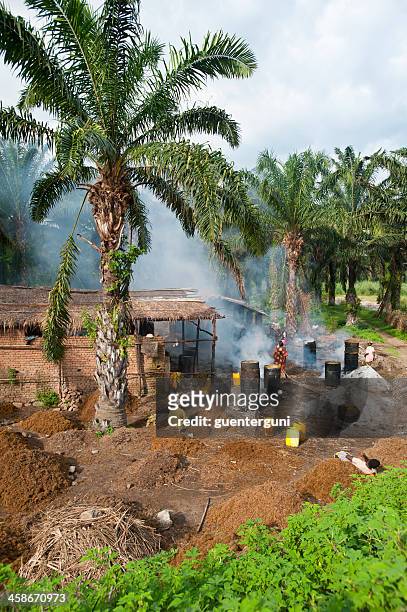 workers in a palm oil production, burundi - palm oil production stock pictures, royalty-free photos & images