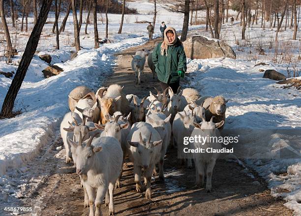 shepherd with goats - north korea people stock pictures, royalty-free photos & images