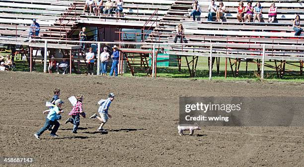Texas Rodeo Pig Rae's Racing Pigs Photos and Premium High Res Pictures - Getty Images