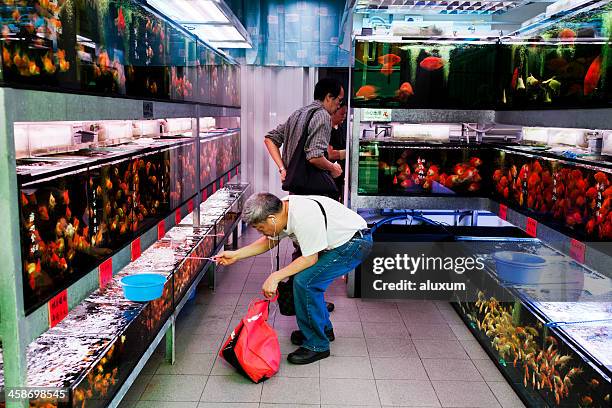 peixe dourado mercado em hong kong - mong kok imagens e fotografias de stock