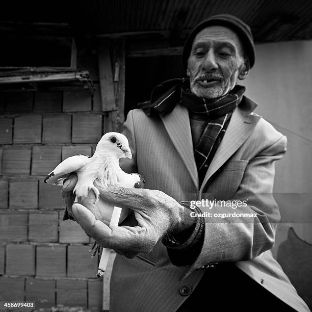 man playing with a pigeon - hatay stock pictures, royalty-free photos & images