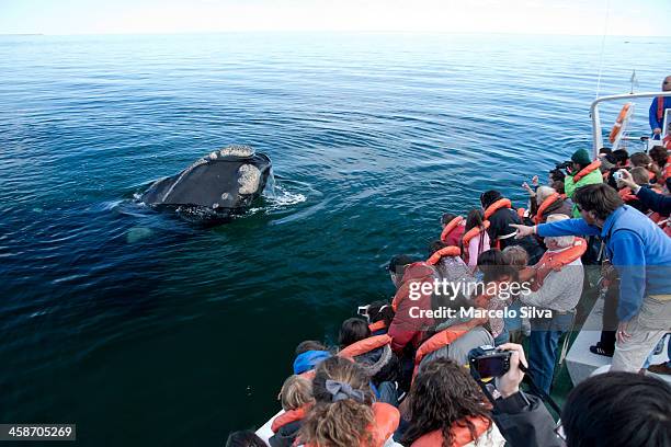 whale watching - chubut province stock pictures, royalty-free photos & images