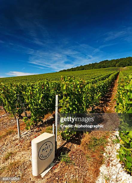 moet et chandon - moet et chandon vineyard stock pictures, royalty-free photos & images