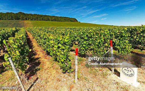 moet et chandon - moet et chandon vineyard stock pictures, royalty-free photos & images