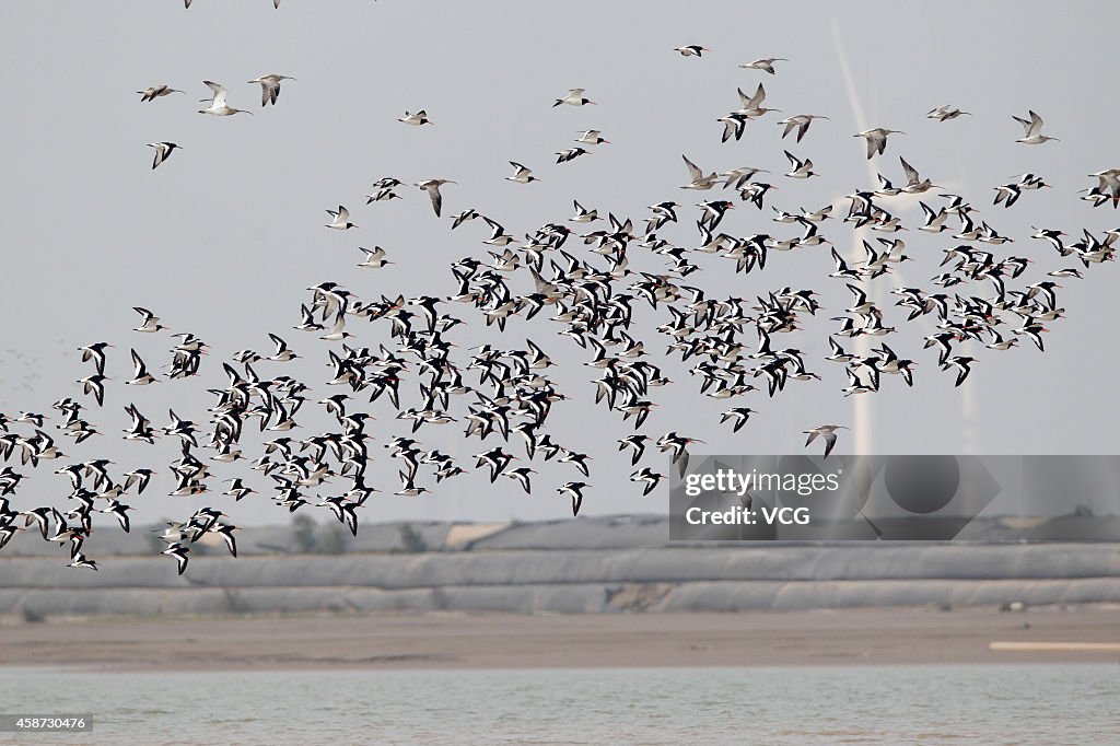Birds Assemble For Migration In Yancheng