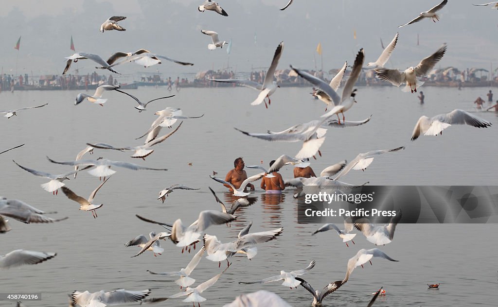 Hindu devotees feed the Siberian migratory birds in river...