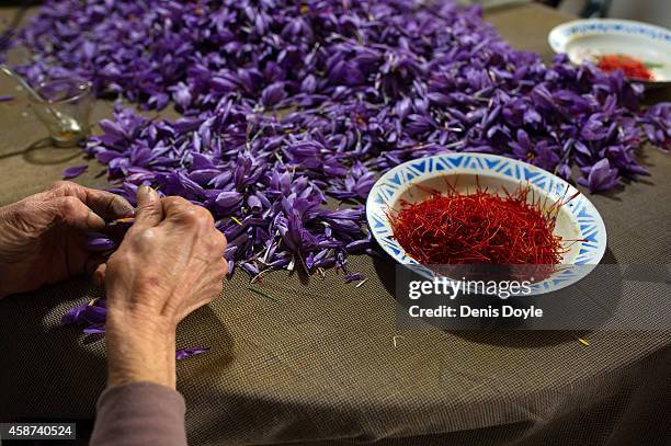 Neighbours seperate the red stigmas from the purple rose flowers during the saffron spice harvest on November 7, 2014 in the village of Alcala de...