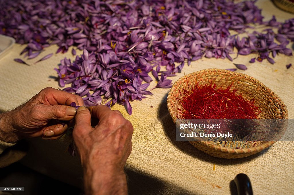 Saffron Harvest In Castilla La Mancha Region