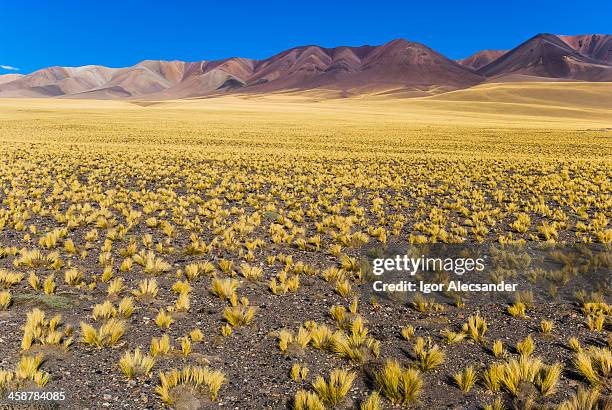 yellow altiplano in catamarca, argentina - catamarca stock pictures, royalty-free photos & images