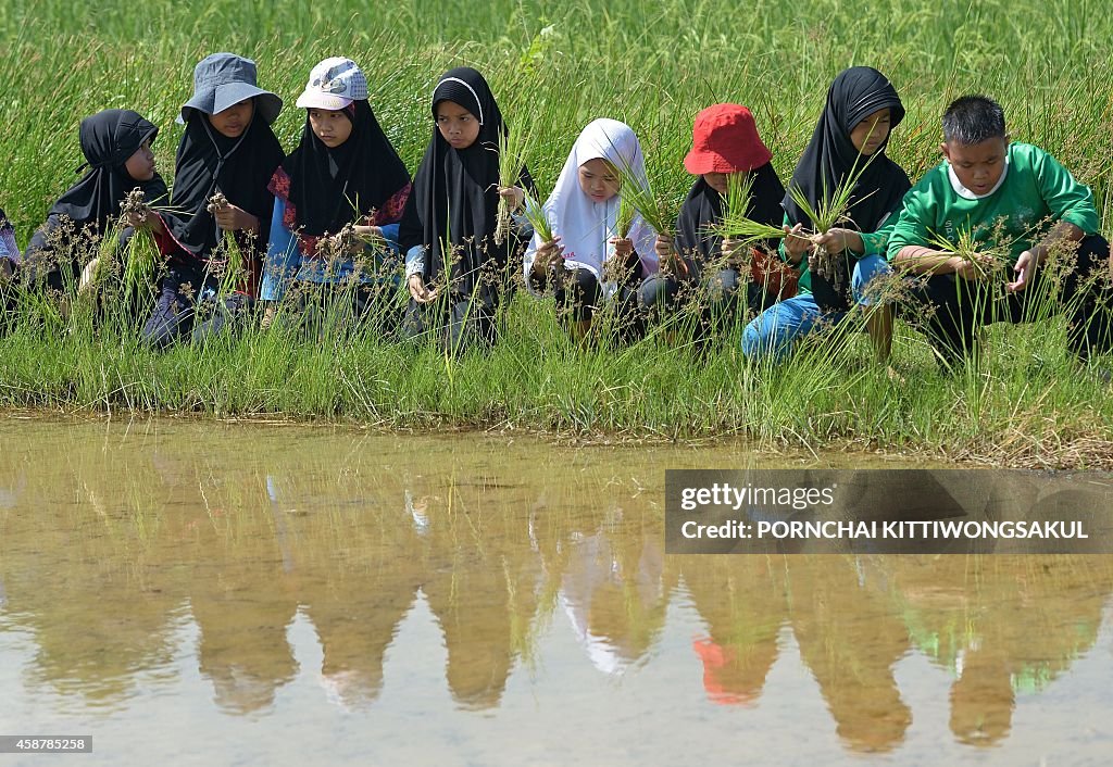 THAILAND-AGRICULTURE-RICE