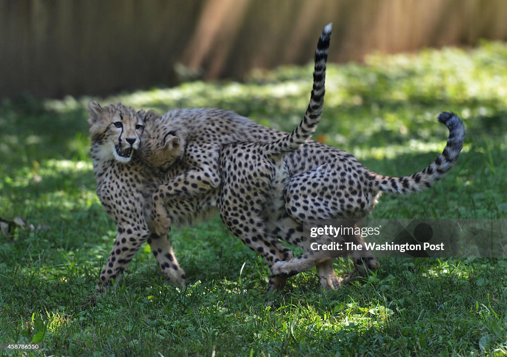 USA Track & Field Olympic Sprinters Carmelita Jeter and Justin Gatlin and Their Namesake Cheetah Cubs