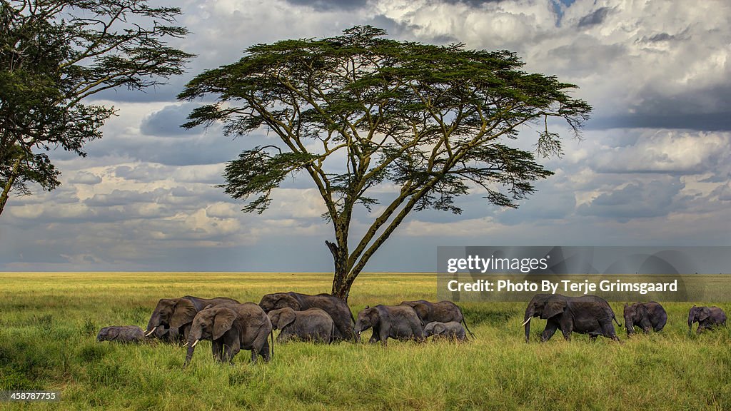 Elephants heading for the waterhole