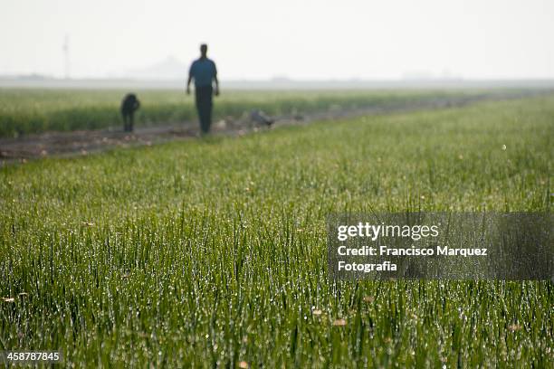 la mañana del arrozal - la mañana imagens e fotografias de stock