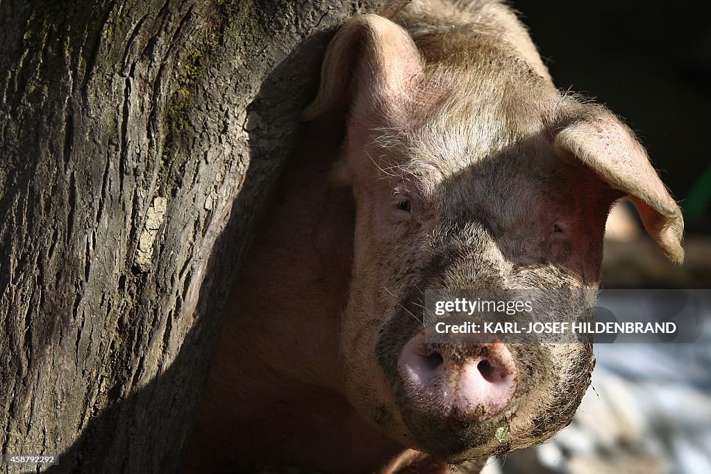 GERMANY-ANIMALS-FARM--PIG