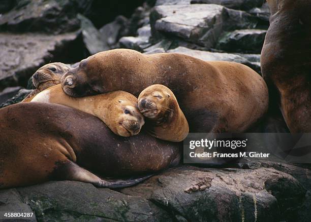 sea lions - zeehond stockfoto's en -beelden