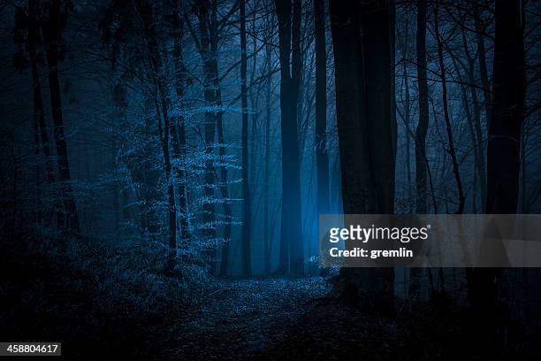 dunklen unheimlich nacht wald aufnahme mit geheimnisvollen licht - dark forest stock-fotos und bilder
