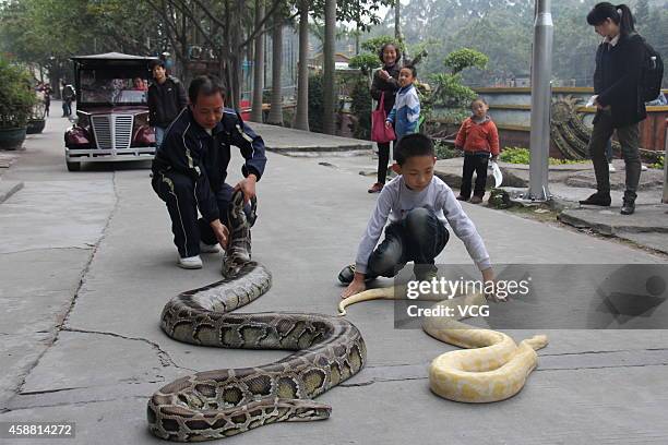 216 Chinese Albino Stock Photos, High-Res Pictures, and Images - Getty ...