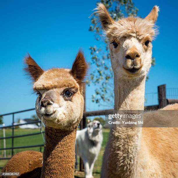 cute alpacas - alpaka stock-fotos und bilder