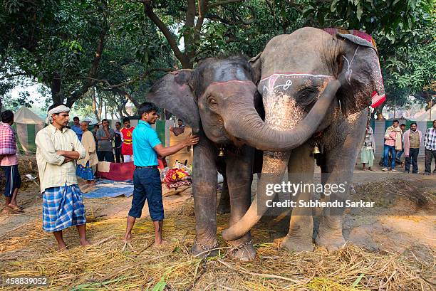 175 Sonepur Mela Photos and Premium High Res Pictures - Getty Images 175 Sonepur Mela Photos and Premium High Res Pictures - Getty Images