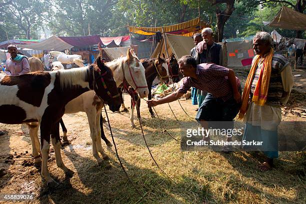 175 Sonepur Mela Photos and Premium High Res Pictures - Getty Images