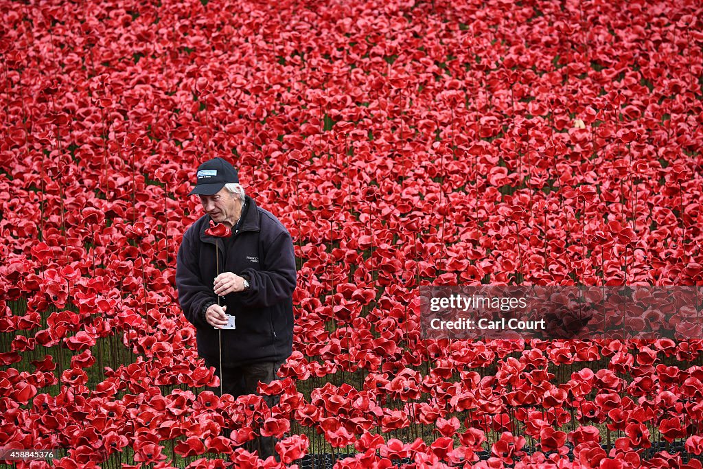 Volunteers Start To Remove Tower Of London Poppies