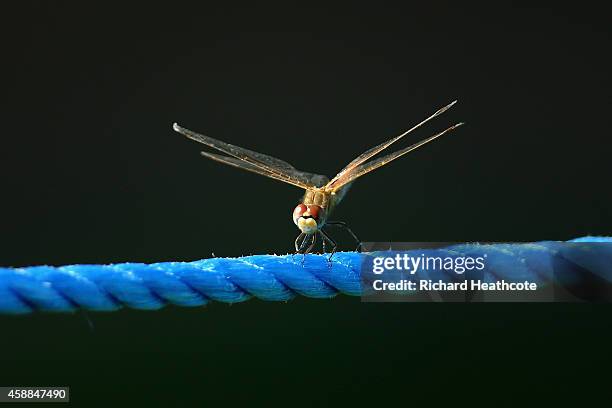 Dragonfly sits on a rope line during the pro-am for the Turkish Airlines Open at The Montgomerie Maxx Royal on November 12, 2014 in Antalya, Turkey.