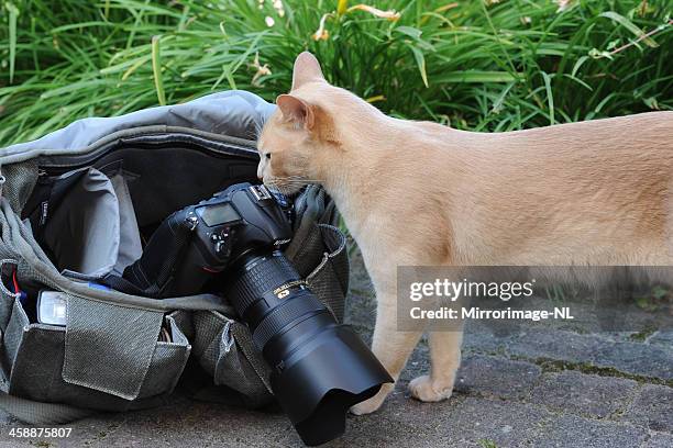 burmese cat inspects photographer's bag - nikon stock pictures, royalty-free photos & images