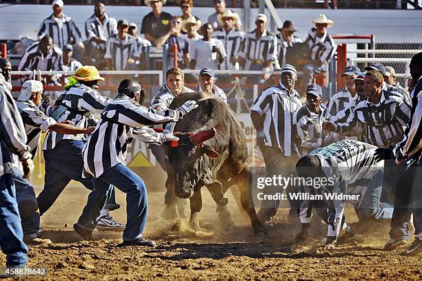 Angola Prison Rodeo: View of inmates trying to remove poker chit during Guts & Glory event at Louisiana State Penitentiary. Inmates attempt to remove...