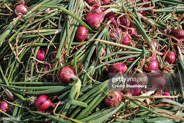 Harvested onions sit in a pile on the ground at a farm near Umrana, Maharashtra, India, on Tuesday, Nov. 11, 2014. Consumer prices rose 5.52 percent...