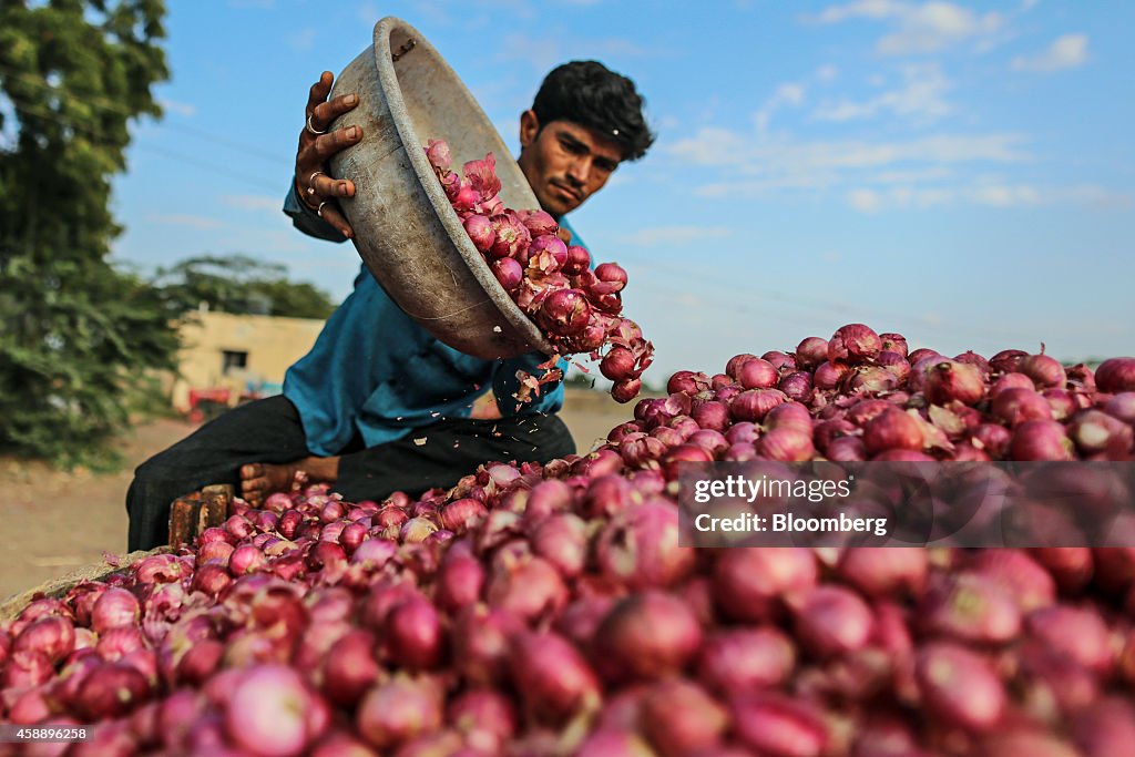 Onion Harvest And Wholesale Markets As Food Prices Ease