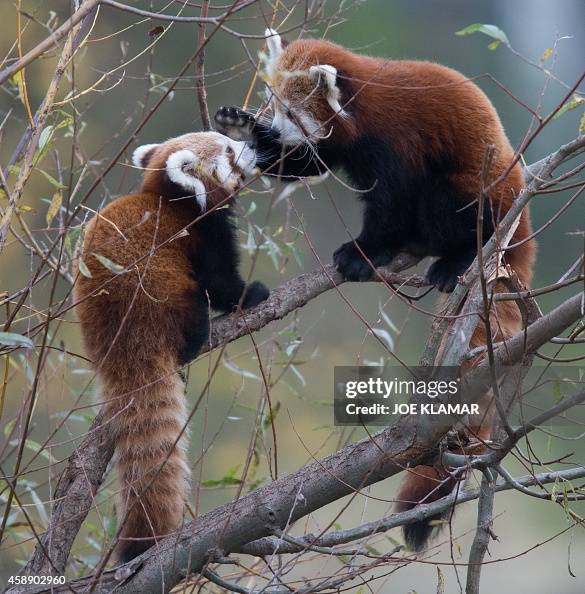 SLOVAKIA-ZOO-ANIMALS-RED PANDA SLOVAKIA-ZOO-ANIMALS-RED PANDA