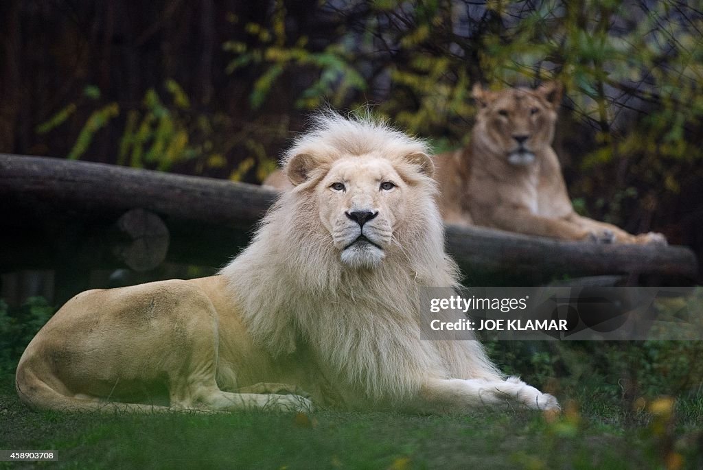 SLOVAKIA-ZOO-ANIMALS-LION