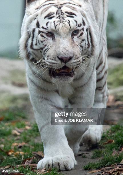 Twelve-year-old white tiger Achilles strolls through his enclosure at Bratislava's Zoo on November 13, 2014. AFP PHOTO/JOE KLAMAR