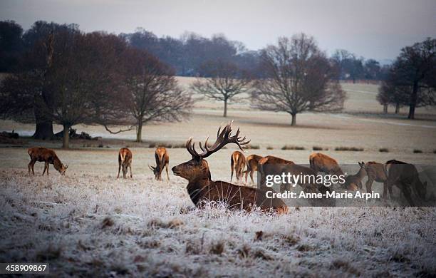 deer in richmond park, london - richmond park london stock pictures, royalty-free photos & images