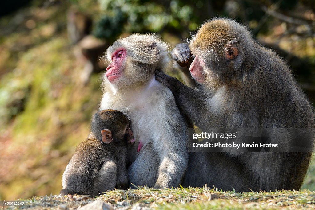 Japanese Monkey Family