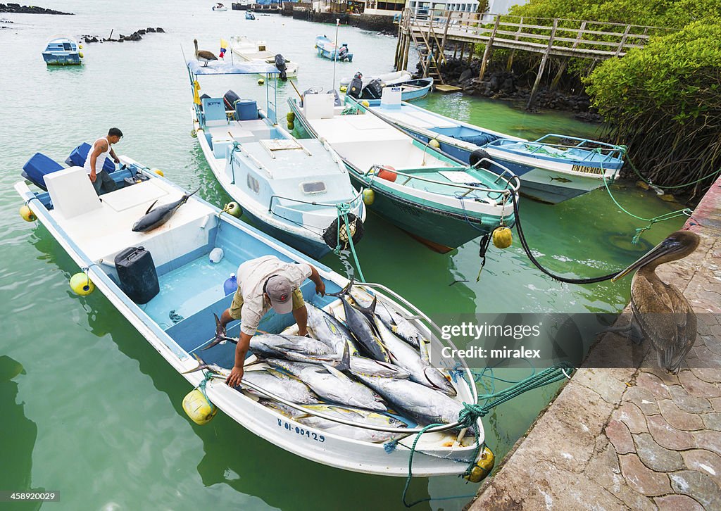 Pescadores feito descarga Tunafish em Puerto Ayora Mercado de Peixe