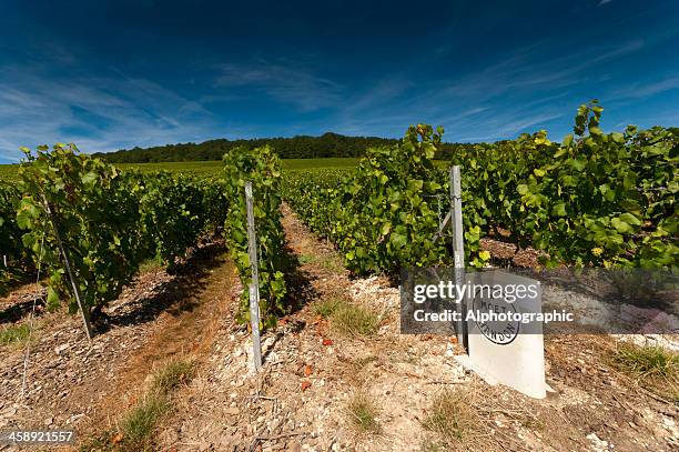 moet et chandon - moet et chandon vineyard stock pictures, royalty-free photos & images