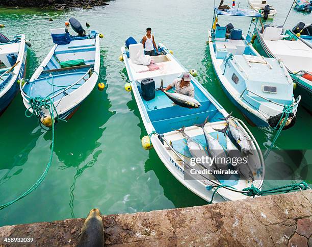 fishermen unloading tunafish at puerto ayora fish market - yellowfin tuna 個照片及圖片檔