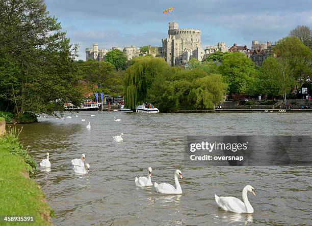 royal windsor - thames river stock pictures, royalty-free photos & images