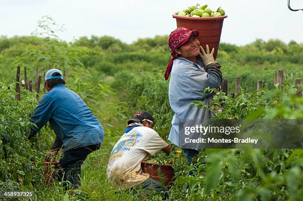 hispanic woman in us harvest - migrant worker stock pictures, royalty-free photos & images