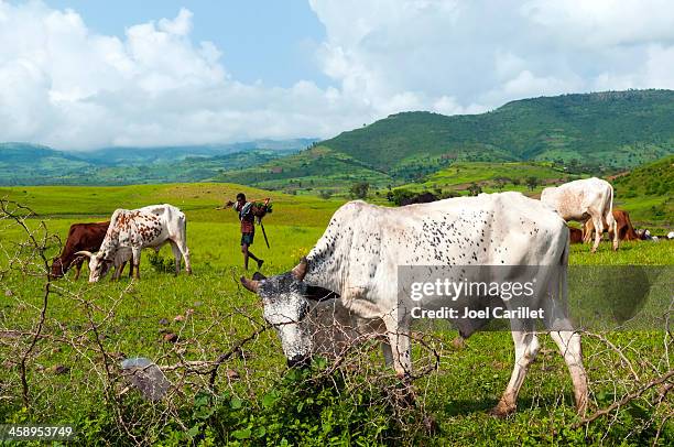 ethiopian man with cattle in field near gondar - gondar stock pictures, royalty-free photos & images