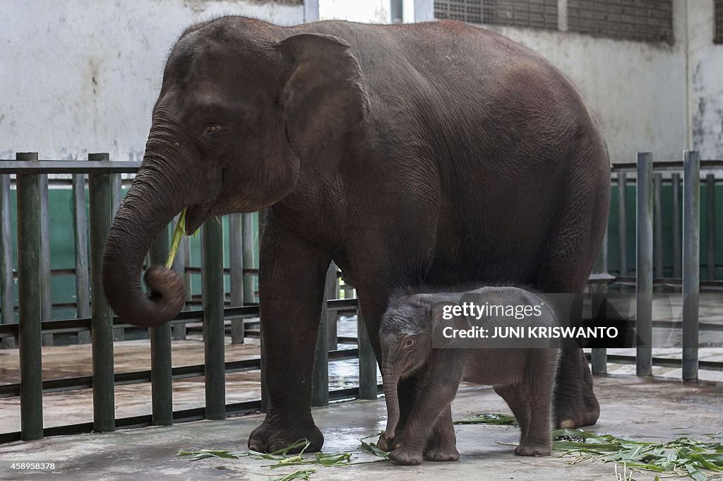 INDONESIA-ENVIRONMENT-NATURE-WILDLIFE-ELEPHANT