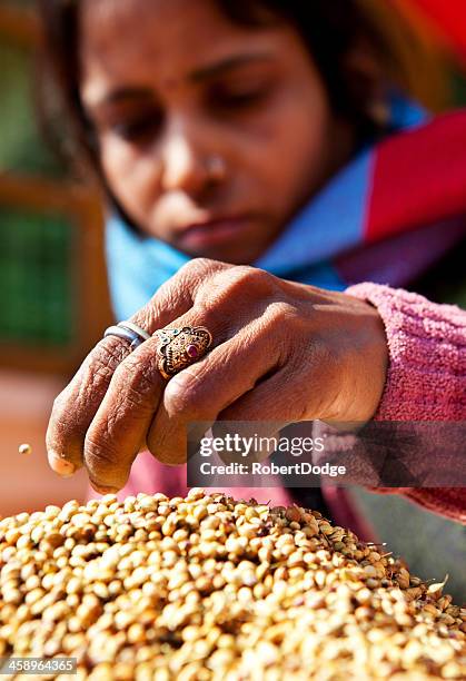 sifting coriander seeds - coriander seed stock pictures, royalty-free photos & images