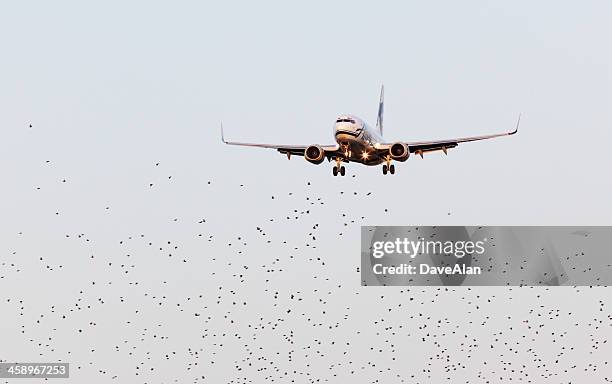 aircraft bird hazard. - close to stock pictures, royalty-free photos & images