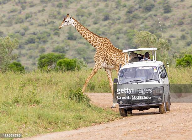 jirafa con safari de - turismo ecológico fotografías e imágenes de stock
