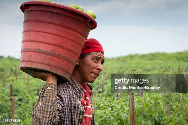 hispanic immigrant in us harvest - migrant worker stock pictures, royalty-free photos & images