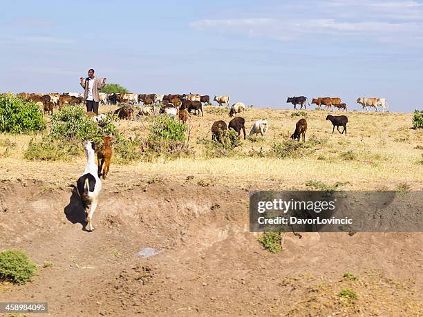 masai herder - black goat stock pictures, royalty-free photos & images